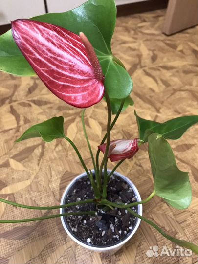 Антуриум Ливиум