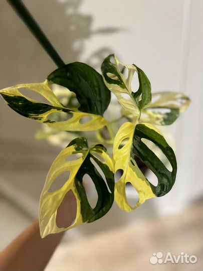 Монстера адансона вариегатная