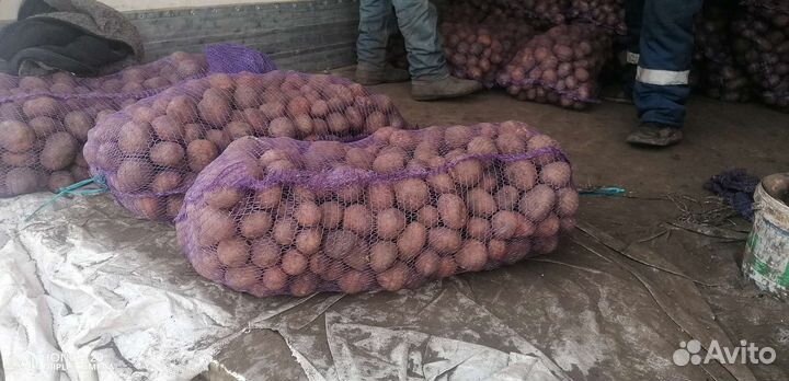 Семенной картофель