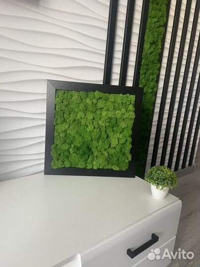 Пано из стабилизированного мха