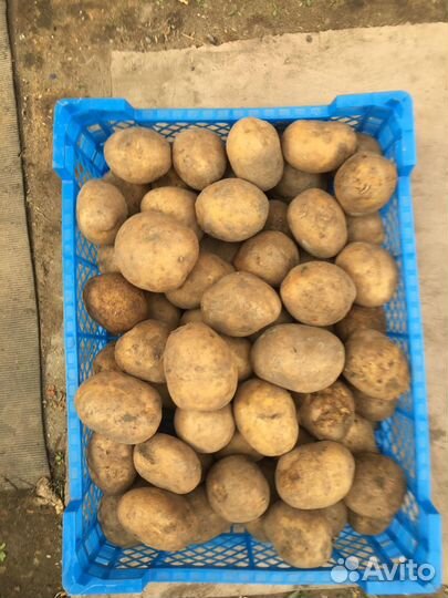 Картофель
