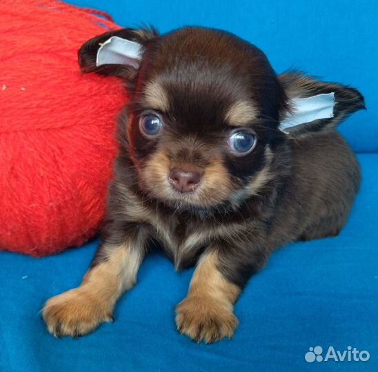 Чишка малышка