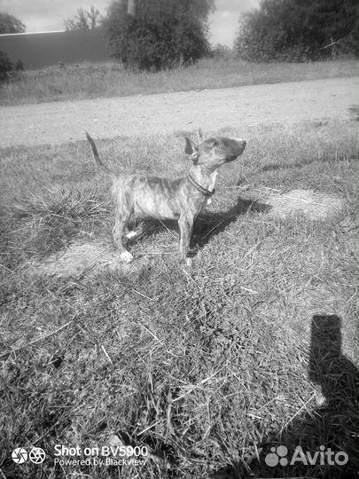 Бультерьер