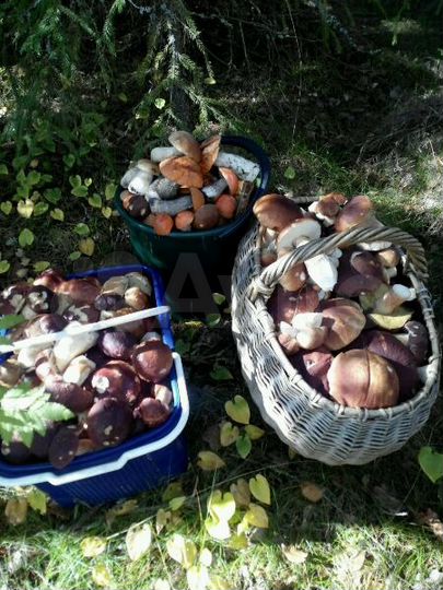 Участок 20 сот. (ИЖС)