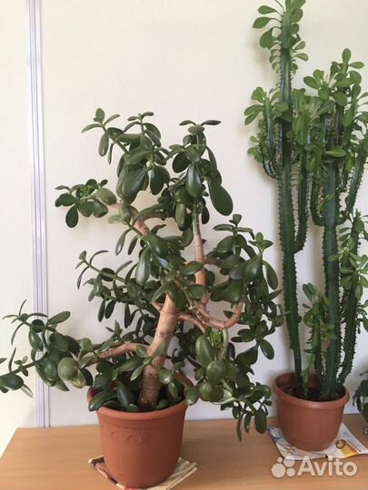 Толстянка/Денежное дерево с горшком, 72 см
