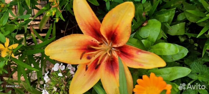 Цветы луковичные