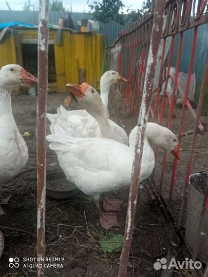 Бегунки утята