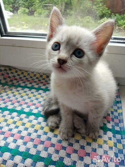 Сиамская кошечка