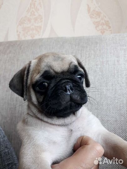 Щенки мопса