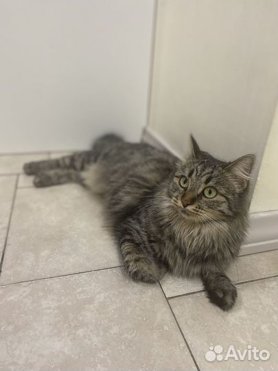 Сибирская кошка