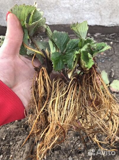 Саженцы клубники