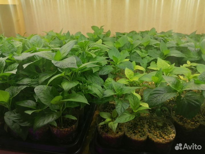 Рассада острого перца