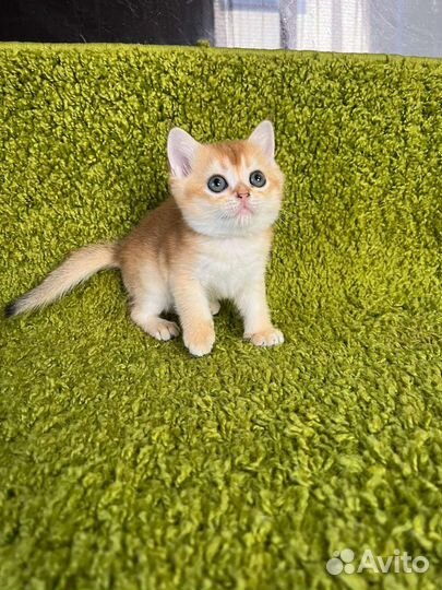 Золотые дети