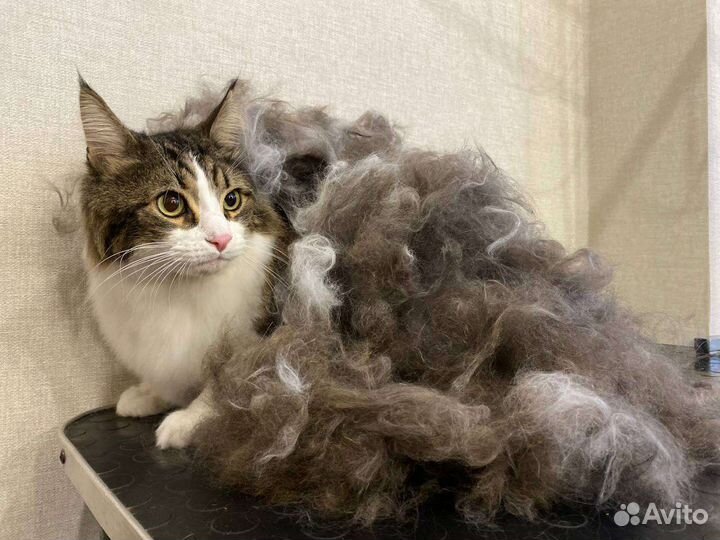 Вычесывание и Стрижка кошек с Выездом