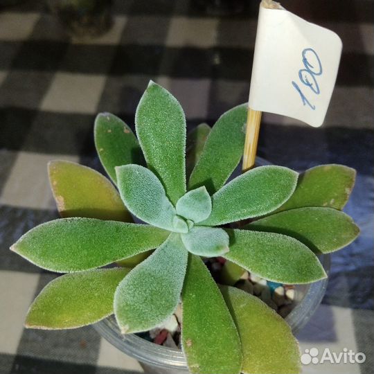 Суккуленты