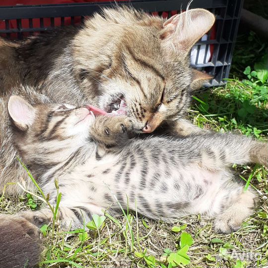 Котёнок девочка в добрые руки