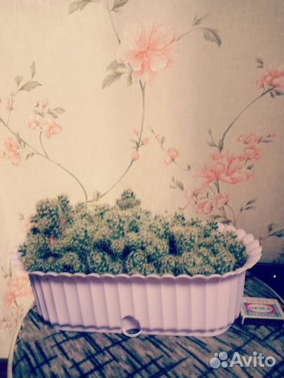 Кактусы маммилярия.Эхинопсис