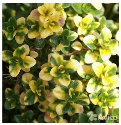 Тимьян (Чабрец, Чабер) лимоннопахнущий Lemon Varie