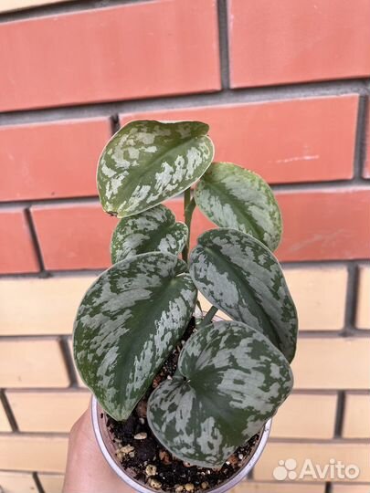 Сциндапсусы