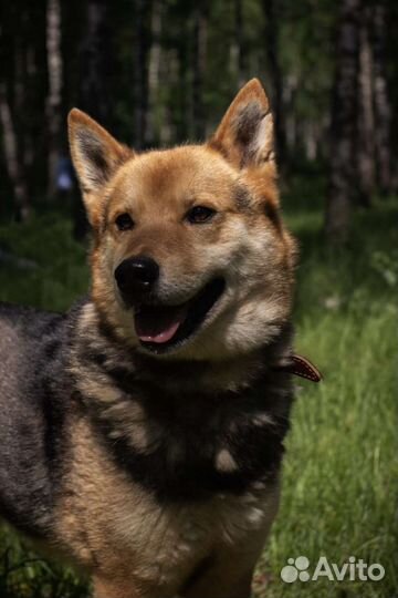 Брошенный пёс ищет семью