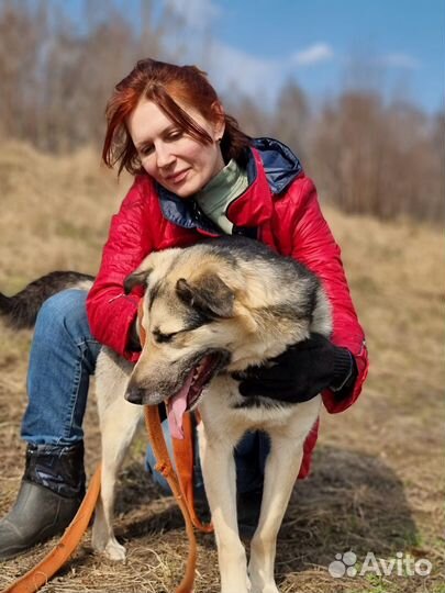 Умнейший пёс из приюта ищет дом