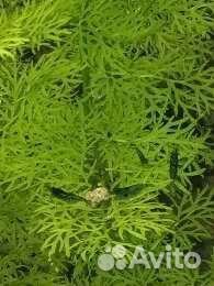 Креветки, сомики продам/обменяю