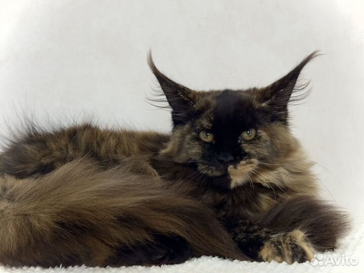 Самые настоящие мейн-куны