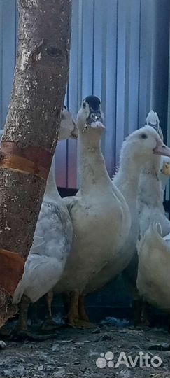 Утка,Мулард, домашняя