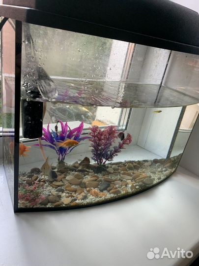 Аквариум