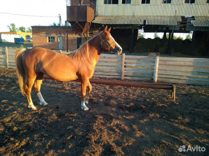 Арабская кобыла