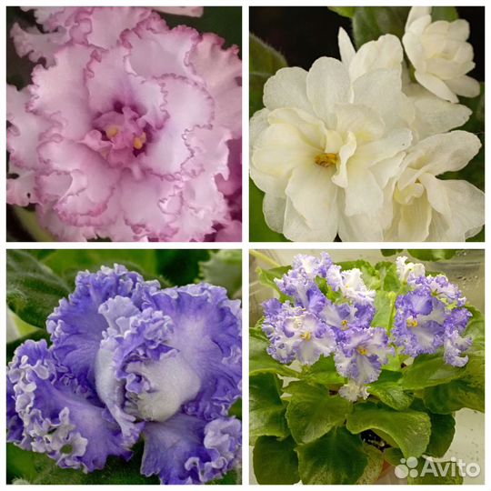 Сортовые фиалки