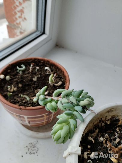 Очиток,Фикус бегония, ахименис