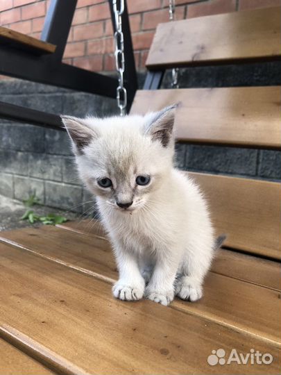 Кошки
