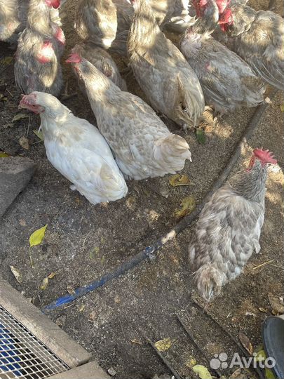 Куры несушки