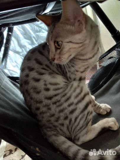 Бенгальская