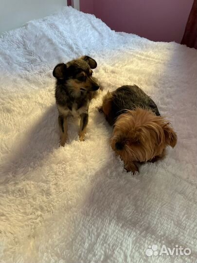 Маленькая собачка, 2 года