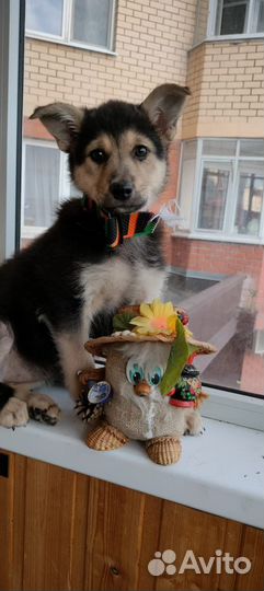 Метис овчарки