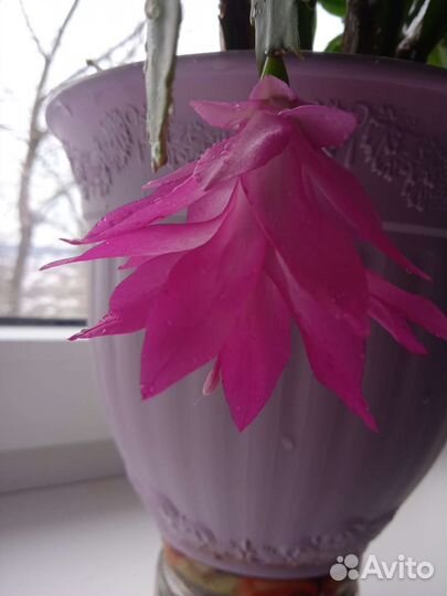 Продаю декабристы