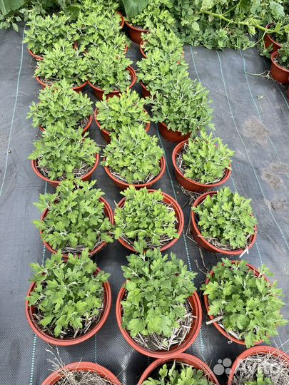 Хризантемы мультифлора