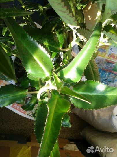 Продаётся каланхое лечебное