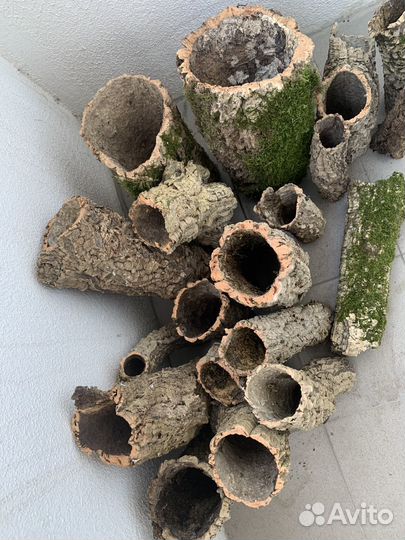 Цилиндры пробкового дуба