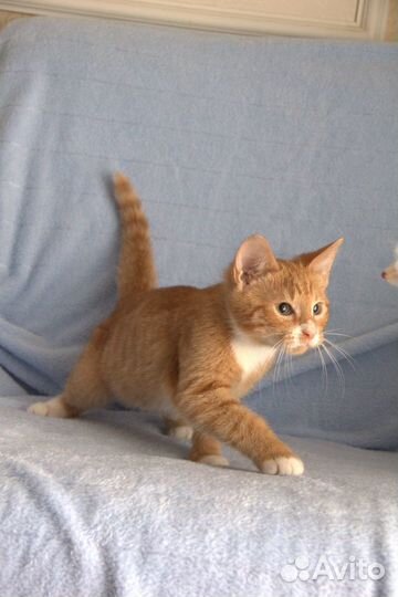 Рыжик 1. котенок мальчик 3 мес в хорошие руки