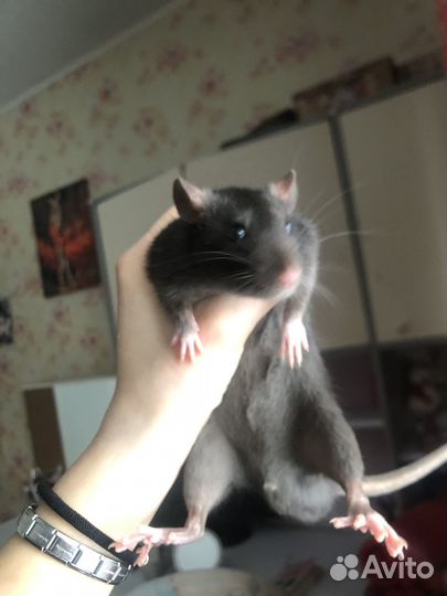 Продам крысу