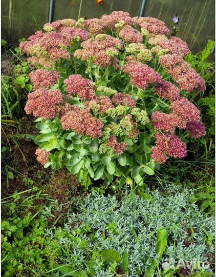 Многолетники для сада (часть1)