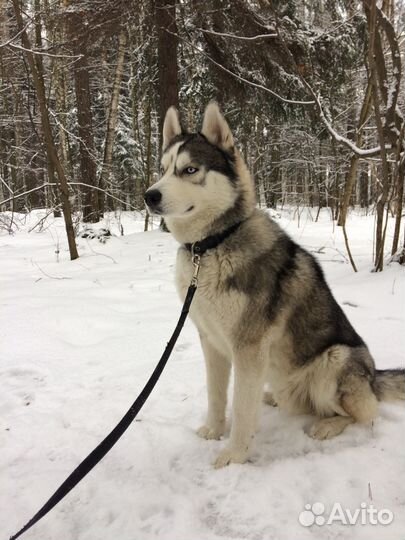 Сибирская хаски