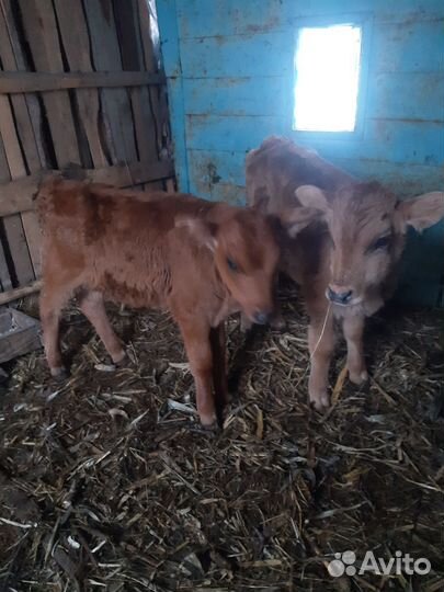 Телята бычки