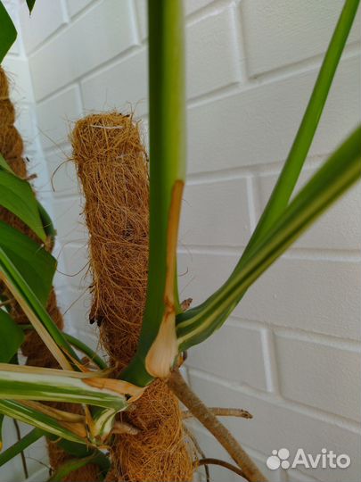 Монстера Альба верхушка