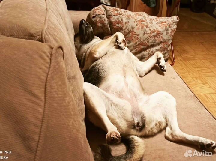 Метис восточноевропейской овчарки