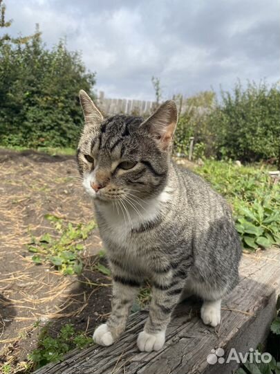 Кот в добрые руки