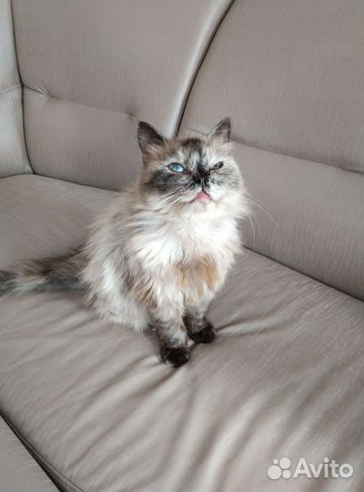 Кошка в дар бесплатно